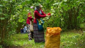 Trabzon’da Fındık Verimi Düşüyor: Başkan Genç’ten Acil Çağrı