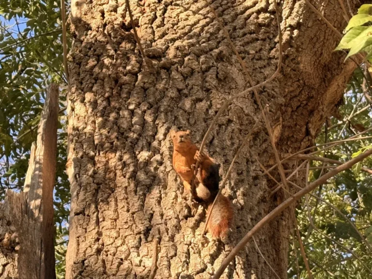 Alaçam Geyikkoşan’da Sincaplar Yiyecek Arayışında Görüntülendi