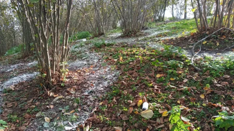 Akçaabat’tan Fındık Üreticilerine Kış Bakımı Uyarısı