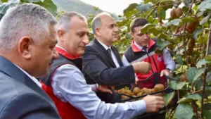 Ordu’da Coğrafi İşaretli Kivi Hasadı Başladı: 520 Milyon TL Katkı Bekleniyor