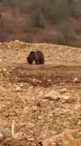 Şiran’da Ayıya Hamsi İkramı: Vatandaşlardan Duyarlı Davranış