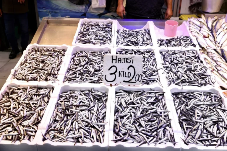 Trabzon’da Hamsi 75 TL: Balıkçılar Fiyatlardan Memnun