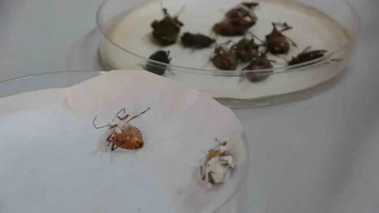 Fındık Zararlısı Kahverengi Kokarcaya Mantarla Biyolojik Savaş