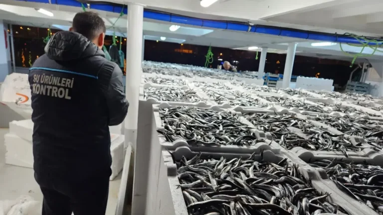 Karadeniz’de Hamsi Rekoru: Bolluk ve Büyüklük Fiyatları Düşürdü