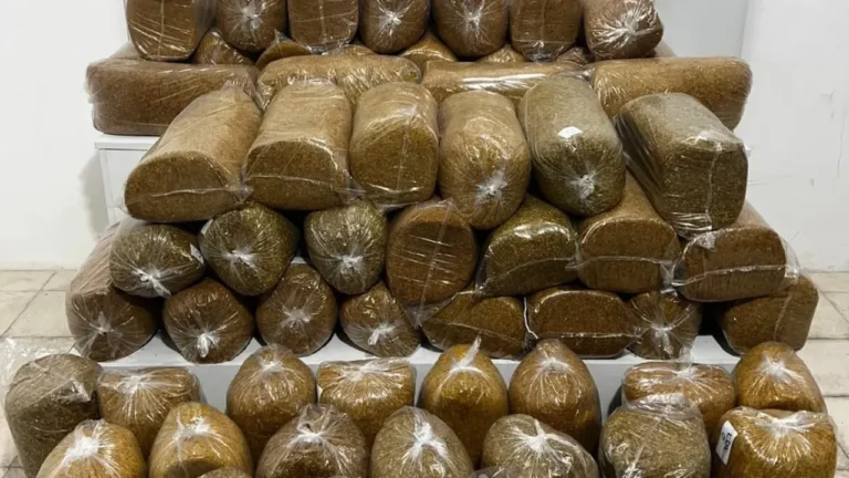 Samsun’da Minibüste 290 Kg Kaçak Tütün Ele Geçirildi: 1 Gözaltı