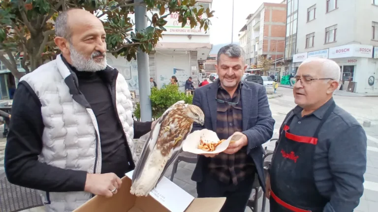 Amasya’da Yaralı Kızıl Şahin Kurtarıldı, Koruma Altına Alındı