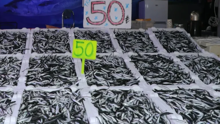 Karadeniz’de Hamsi Bolluğu: Rize’de Fiyatlar 50 TL’ye Düştü