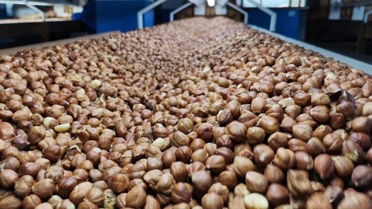 Fındık Borsalarında Rekor İşlem: Giresun Liderliği Ele Geçirdi