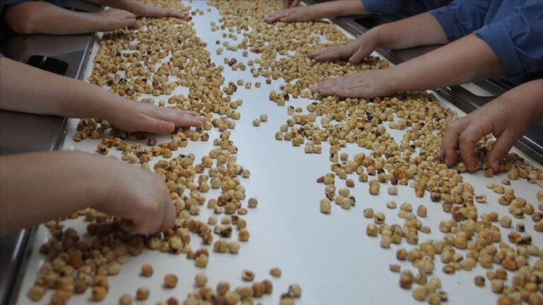 Fındık İhracatında %50 Düşüş: Sektörde Endişe