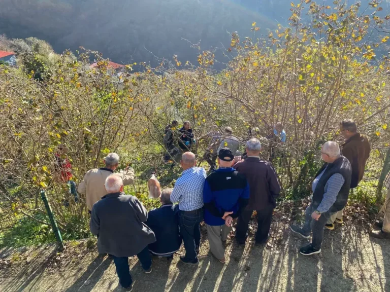 Giresun Fındık Üreticilerine Verim Artışı İçin Budama Eğitimi