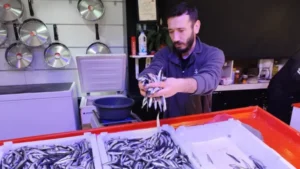 Karadeniz’de Hamsi Göçü Erken Başladı: Deniz Suyu Sıcaklığı Etkisi