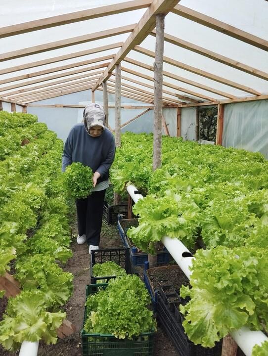 Espiye’de Genç Girişimci Topraksız Marul Üretimiyle Çığır Açtı