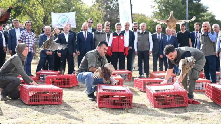 Kene ve Kokarcaya Karşı 45 Bin Keklik ve Sülün Doğaya Salındı