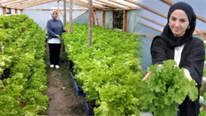 Giresunlu Burcu Otağ, Topraksız Tarımla Modern Marul Üretimine Başladı