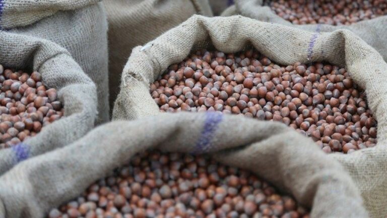 Fındık Fiyatları Sabitlendi: Üretici Arzı Kesti