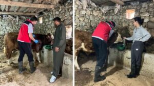 Giresun’da 228 Binden Fazla Hayvana Şap Aşısı Yapıldı