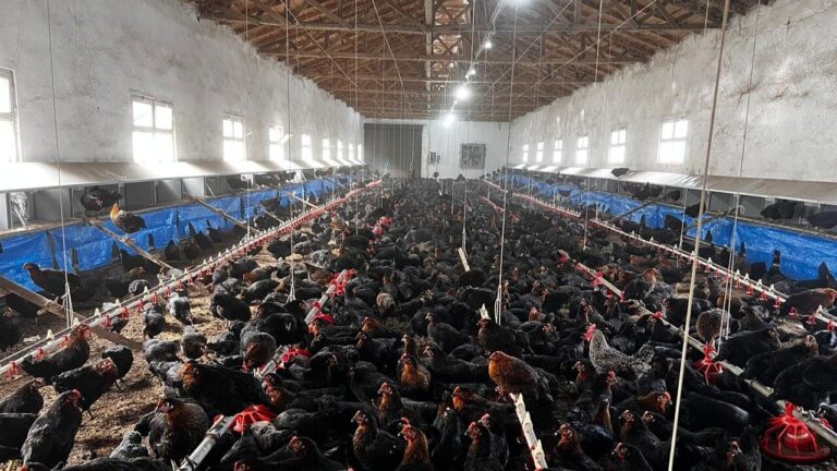 Giresun’da Kuruldu: Giresun, Ordu ve Trabzon’a Satılıyor