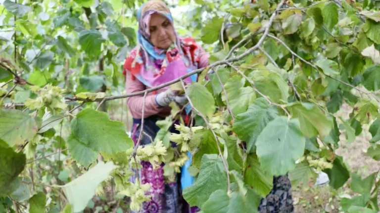 Giresun Tarım Müdürlüğünden hafta sonu ÇKS mesaisi