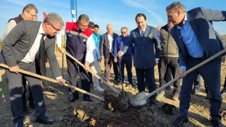 Samsun Tekkeköy’de İncir Geliri Kız Öğrencilere Burs Olacak