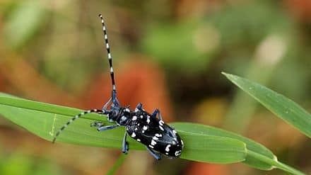 Fındık İçin Uyarı! Bu Böceğin de Yayılması Önlenmeli