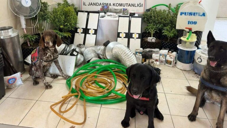 Evinin çatısında uyuşturucu bitki yetiştiren şüpheli yakalandı