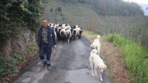 Güce’de Yayla Dönüşü Hız Kazandı: Besiciler Kışlık Alanlara Geçiyor