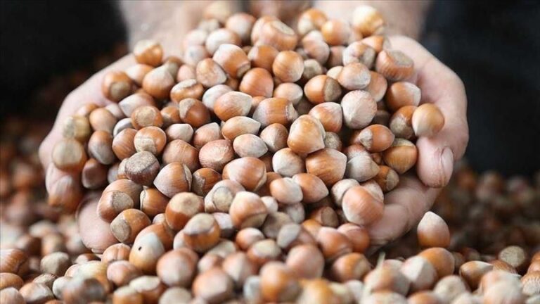 Giresun’da fındık fiyatı toparlanıyor!