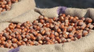 TZOB, Fındık İçin TMO ve FKB’yi Göreve Çağırdı