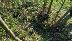 Fındıkta Verim İçin Kritik Adımlar: Keşap’ta Zararlı ve Budama Eğitimi