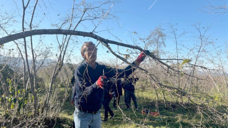 Giresun’da çiftçiler fındık budamak için yarıştı