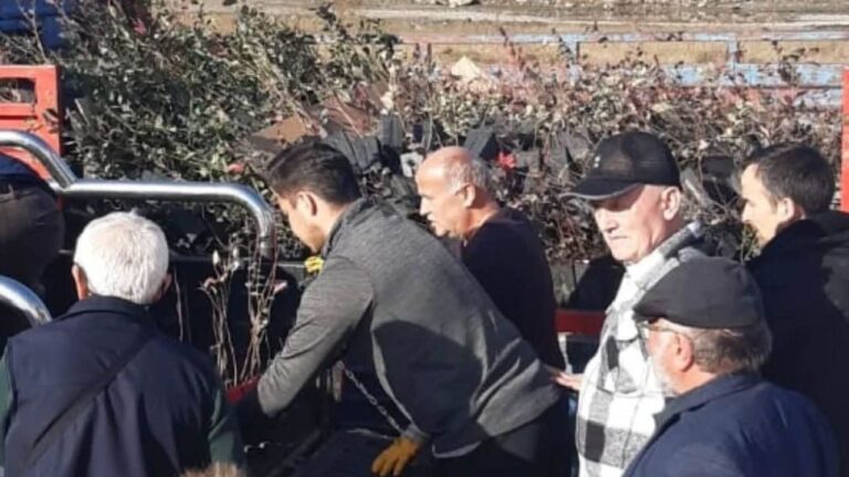 Giresun’da Maviyemiş Üretimi Hız Kazanıyor: Fidan Desteği