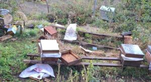 Görele Kaba Mahallesi’nde Ayı Arı Peteklerine Zarar Verdi