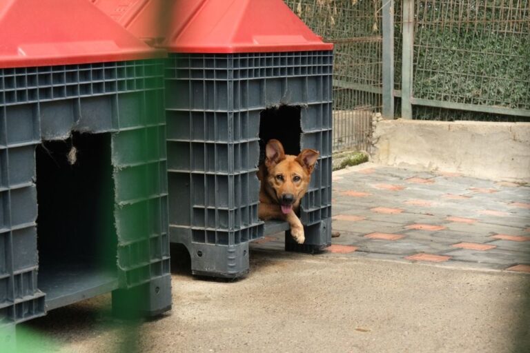 Giresun’da barınaktan sahiplendirileren hayvan sayısı belli oldu