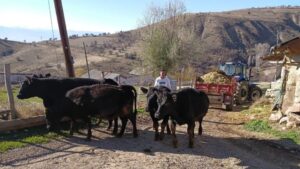 Giresun’da Hayvancılık Desteği: Angus Düveler Yetiştiricilere Ulaştı