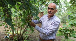 Karan: Sıcaklık artışı 2026 fındık rekoltesini tehdit ediyor