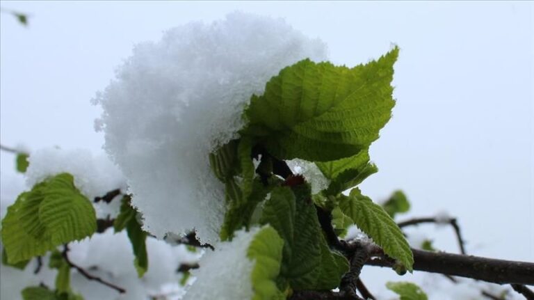 Karadeniz’deki Kar Yağışı, Fındık ve Diğer Tarım Ürünlerine Yaradı