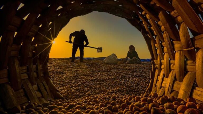 Fındık Üreticisi ve Manavlar Yeni Yıldan Fiyat Artışı Bekliyor