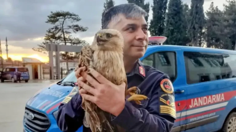 Kanadı kırık bulunan şahin, tedaviye alındı