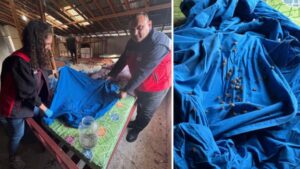 Kahverengi Kokarca ile Mücadelede Biyolojik Atak