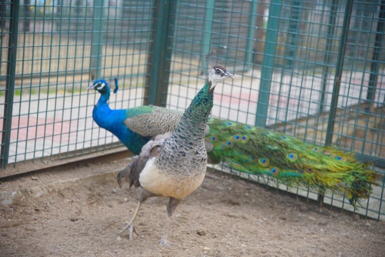 Giresun’daki hayvanat bahçesi ziyaretçilerini bekliyor