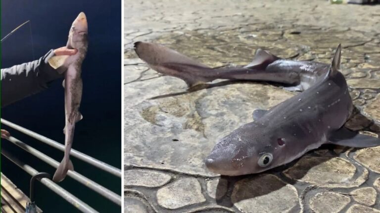 Karadeniz’de Balıkçıların Oltalarına Köpekbalığı Takıldı