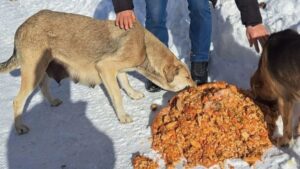 Birlik Sağlık Sen, can dostlarını yalnız bırakmadı