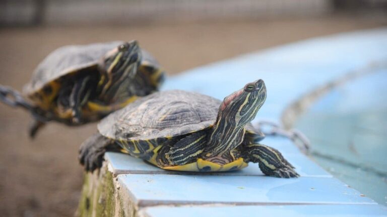Giresun’da Sömestirin Gözdesi Hayvanat Bahçesi Oldu