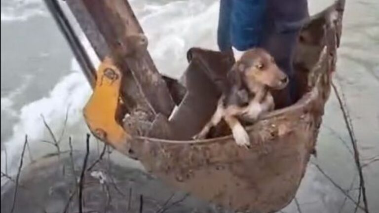 Giresun’da Aksu Deresi kenarında mahsur kalan yavru köpek kurtarıldı