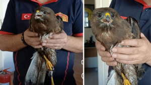 Yaralı Halde Bulunan Şahin Koruma Altına Alındı