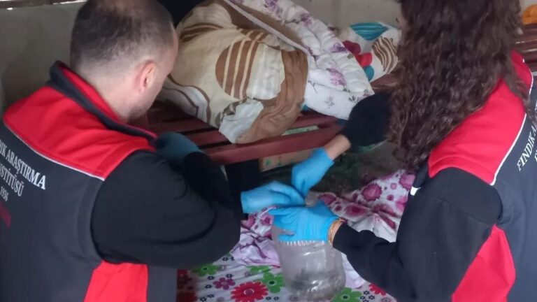 Giresun’da uzmanlardan kışlaklarda kokarca toplama mesaisi