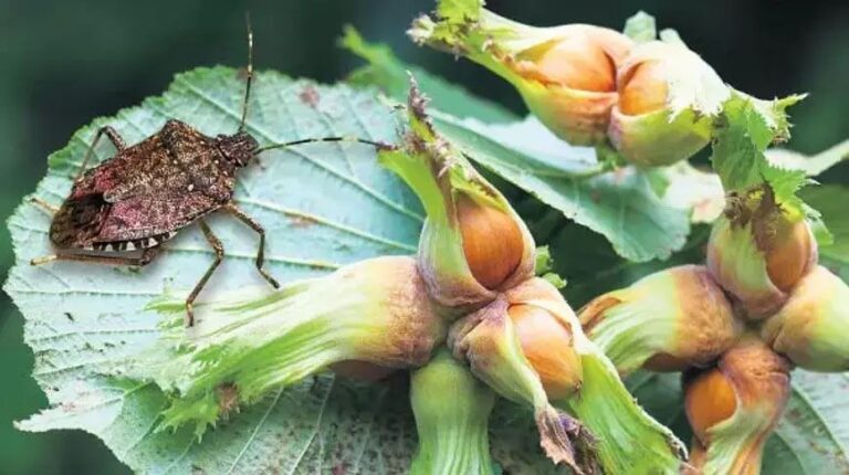 Giresun’da zararlı böceklere karşı “faydalı böcek” ordusu