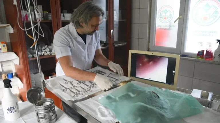 Giresun’da sokak hayvanları için endoskopi cihazı hizmette