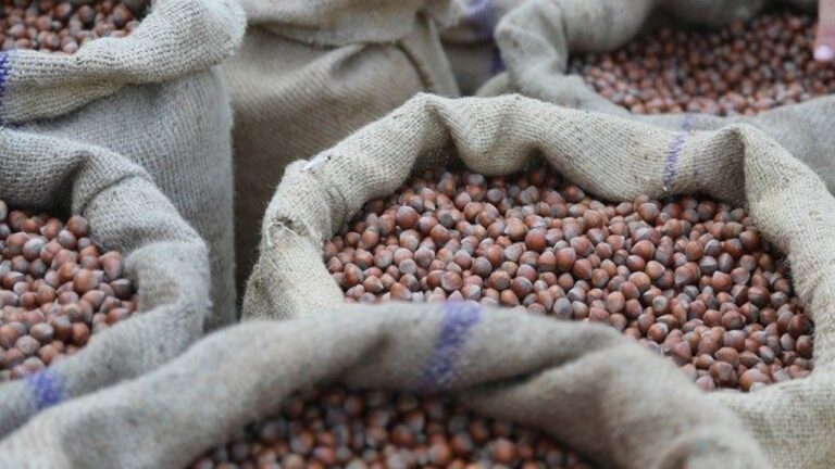 Fındık fiyatlarına yeni yıl dopingi