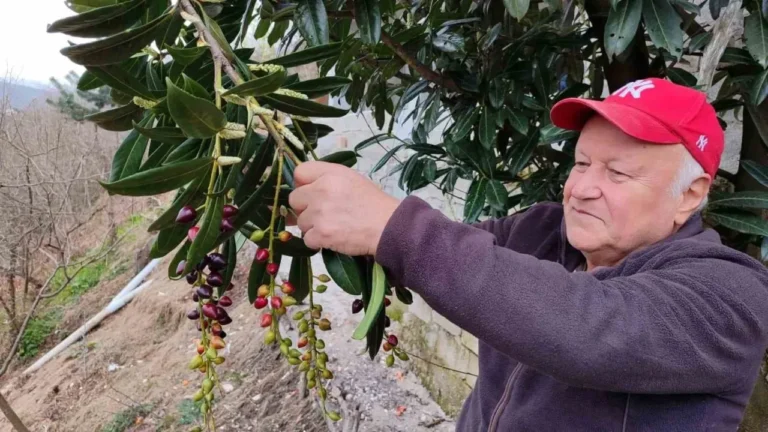 Yalancı Bahara Aldanan Ağaçlar Kış Ortasında Çiçek Açıp Meyve Verdi